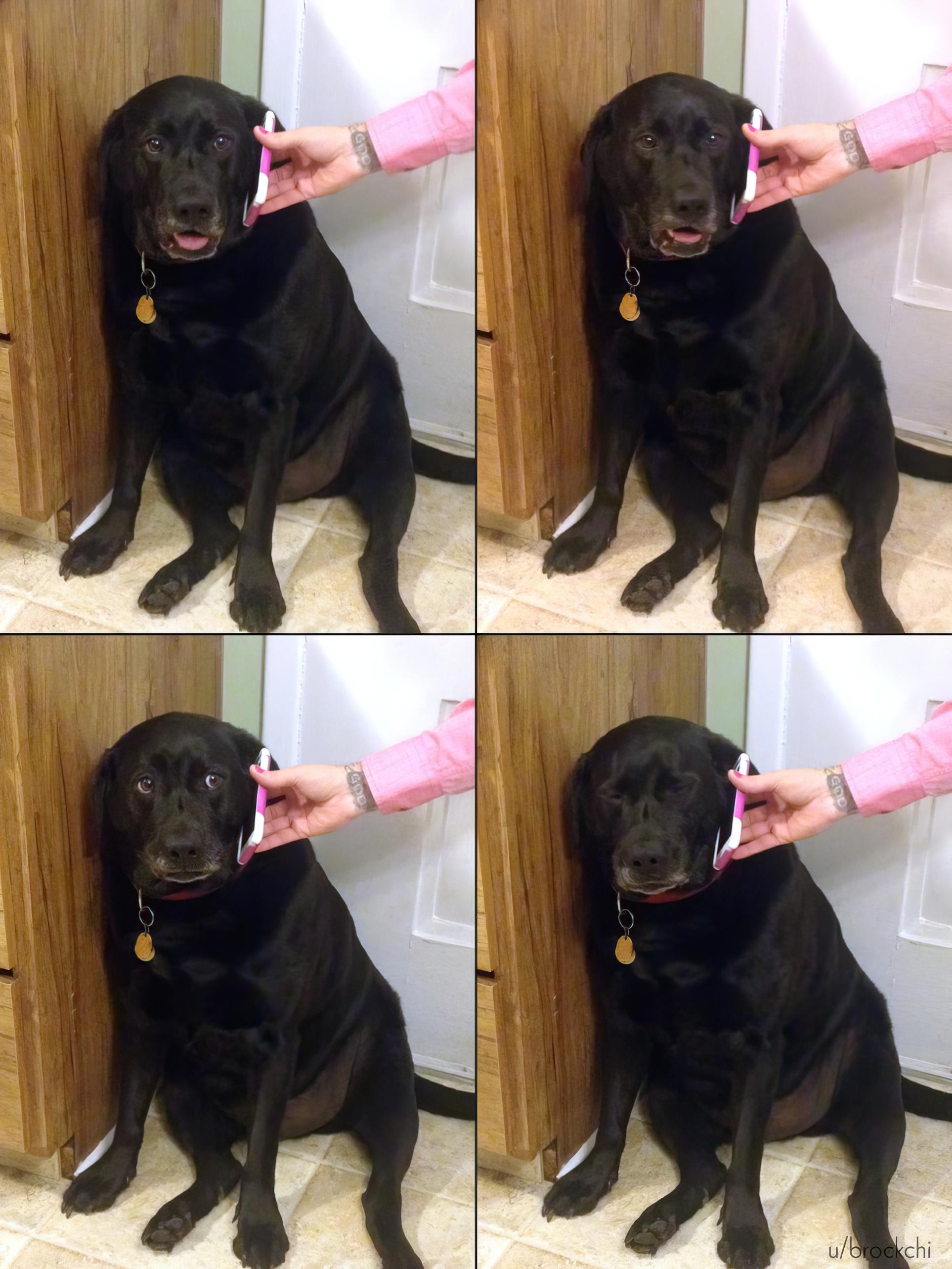 Black Lab Hearing Bad News on Phone Meme Template