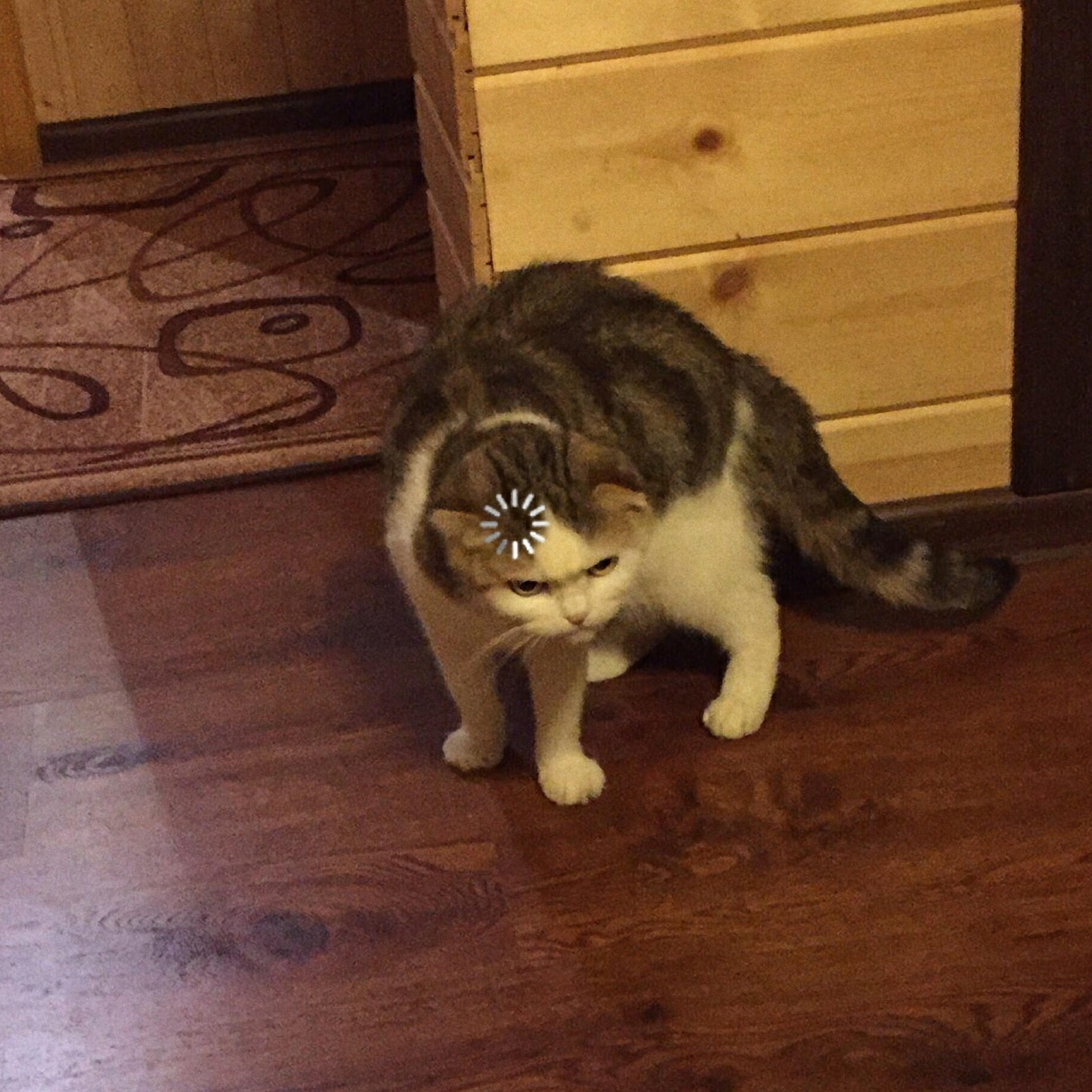 Cat Loading Meme Template