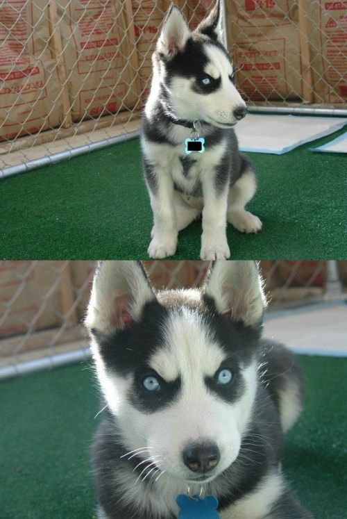 Intense Husky Puppy Meme Template