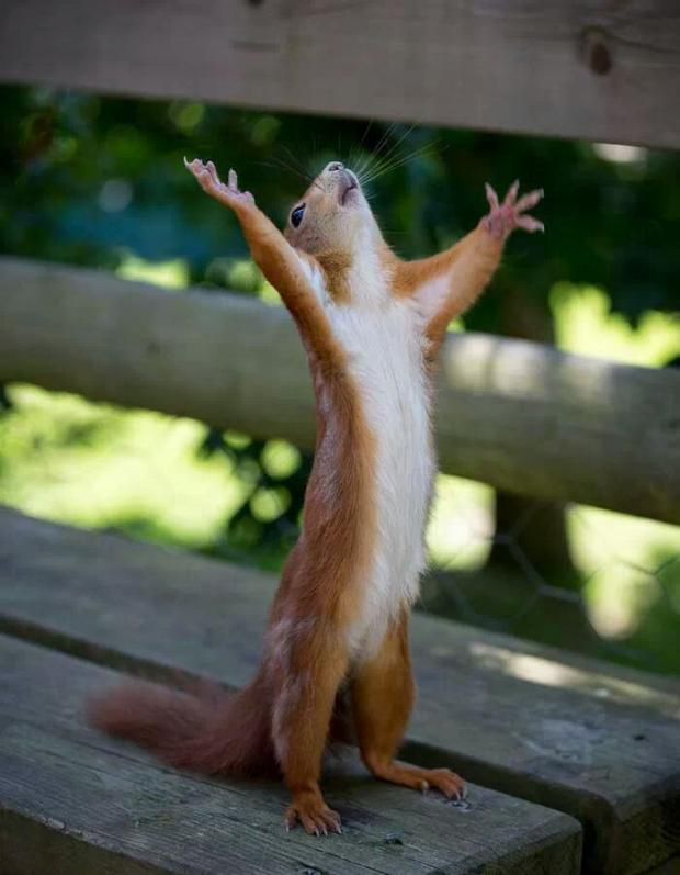 Praising Squirrel Meme Template