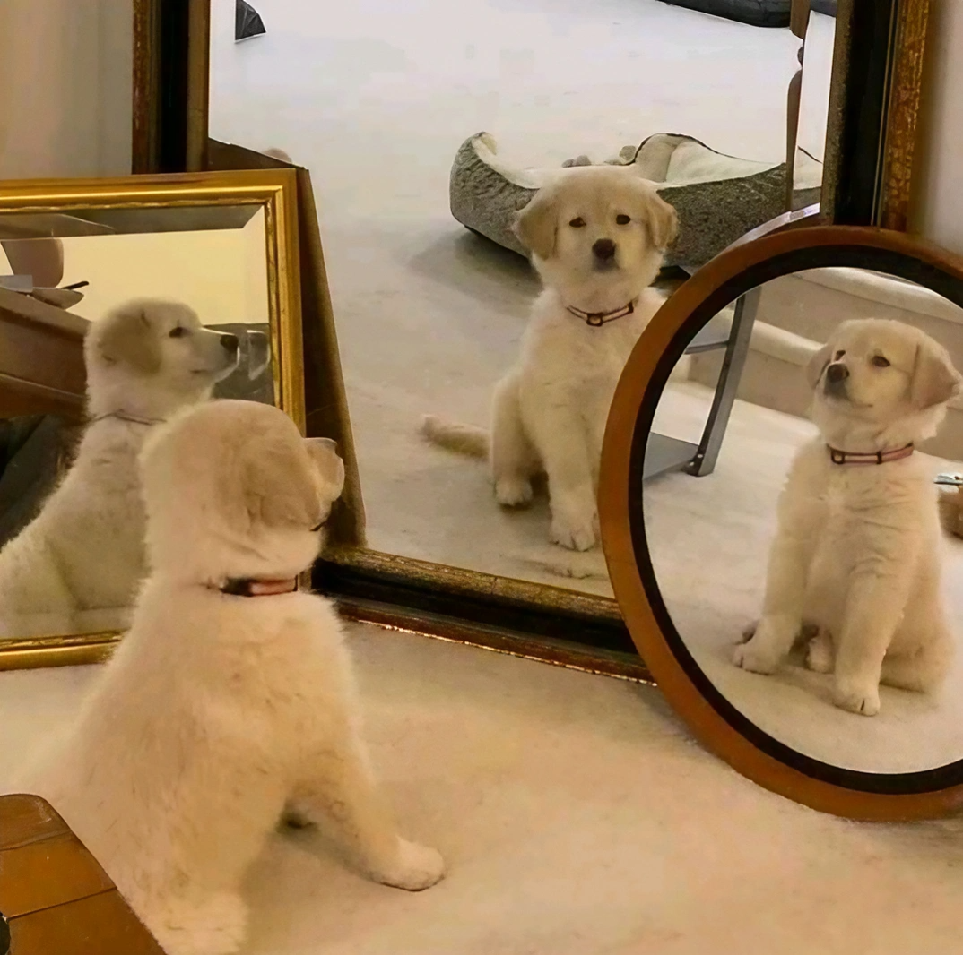 Puppy Surrounded by Mirrors Meme Template