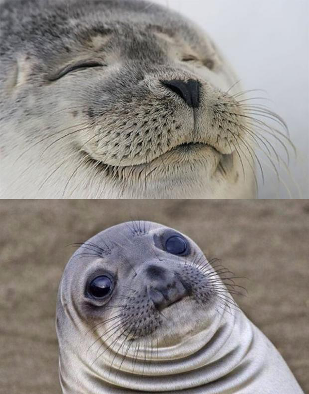 Satisfied Seal vs Awkward Seal Meme Template