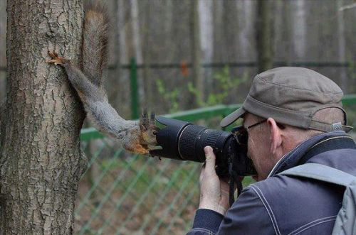Squirrel Looking into Lens Meme Template
