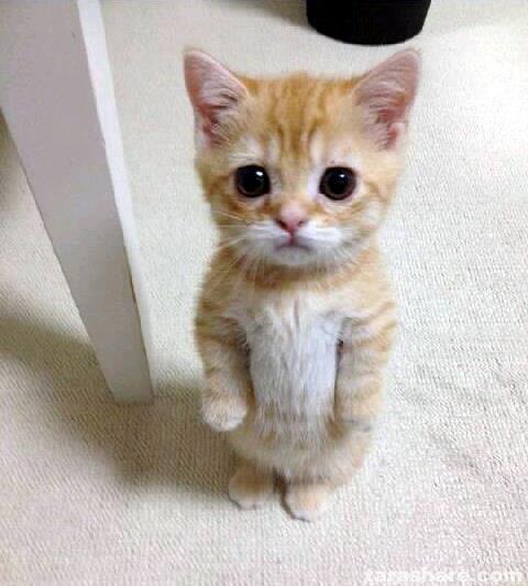 Standing Kitten Meme Template