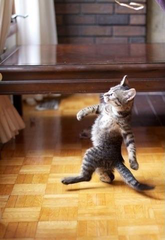 Strutting Cat Meme Template